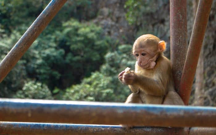 Chiang Rai things to do - Monkey