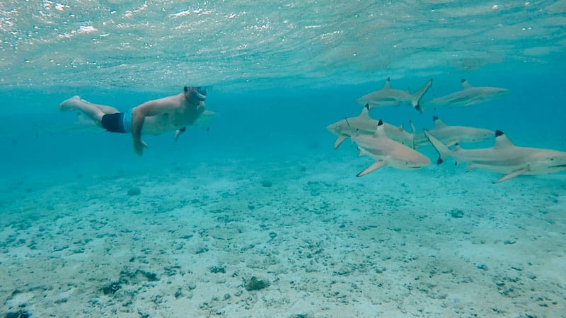 Bora Bora French Polynesia Snorkeling Sharks