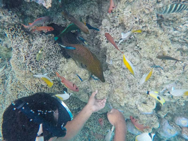 Bora Bora Snorkeling