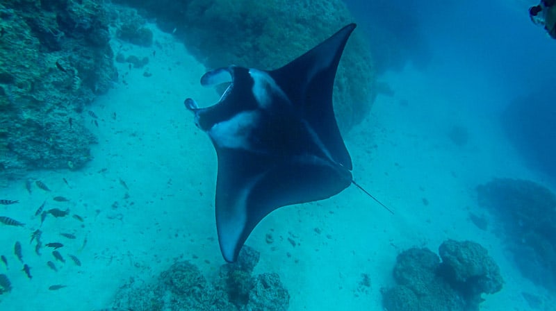 The Islands of Tahiti Borabora Manta Ray