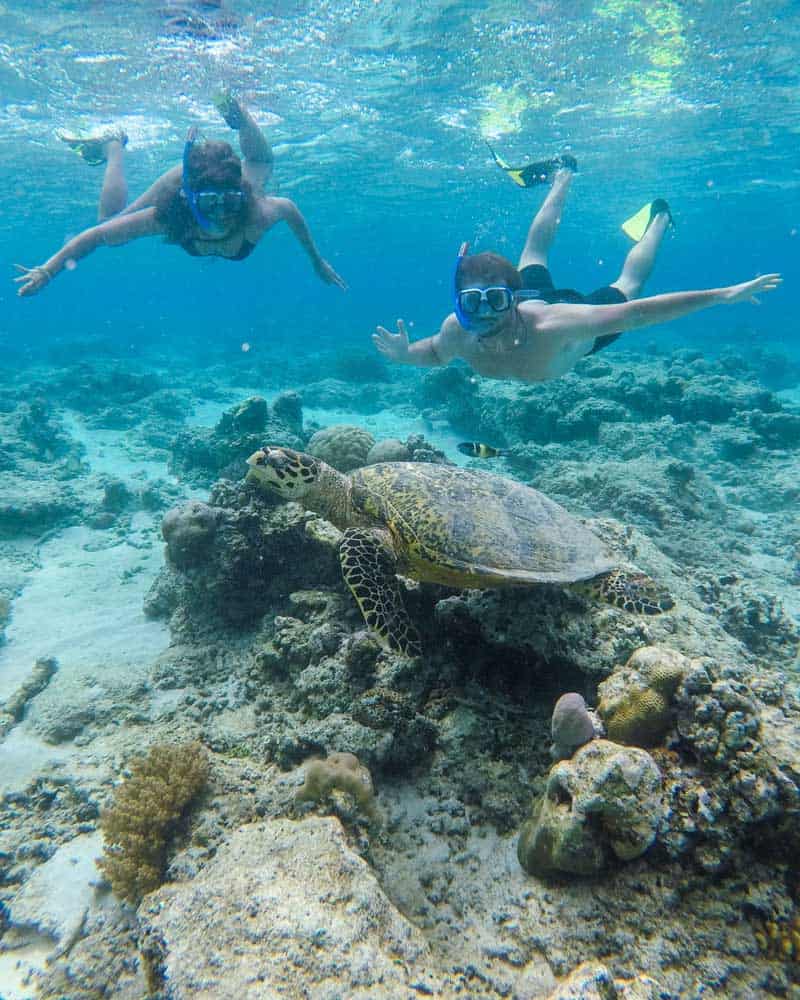 gili air turtles, gili islands swimming with turtles, bali indonesia turtles, swimming with turtles in bali, gili t swimming turtles,
