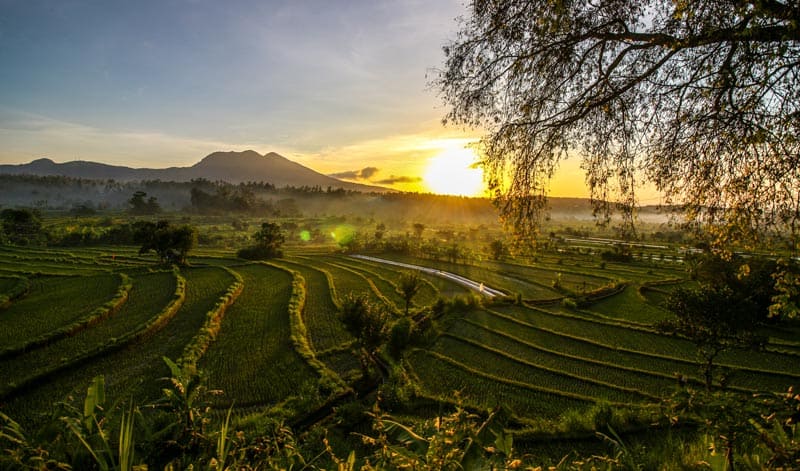 things do in bali visit rice paddies, rice paddies ubud indonesia, munduk rice paddies, sunrise rice paddies